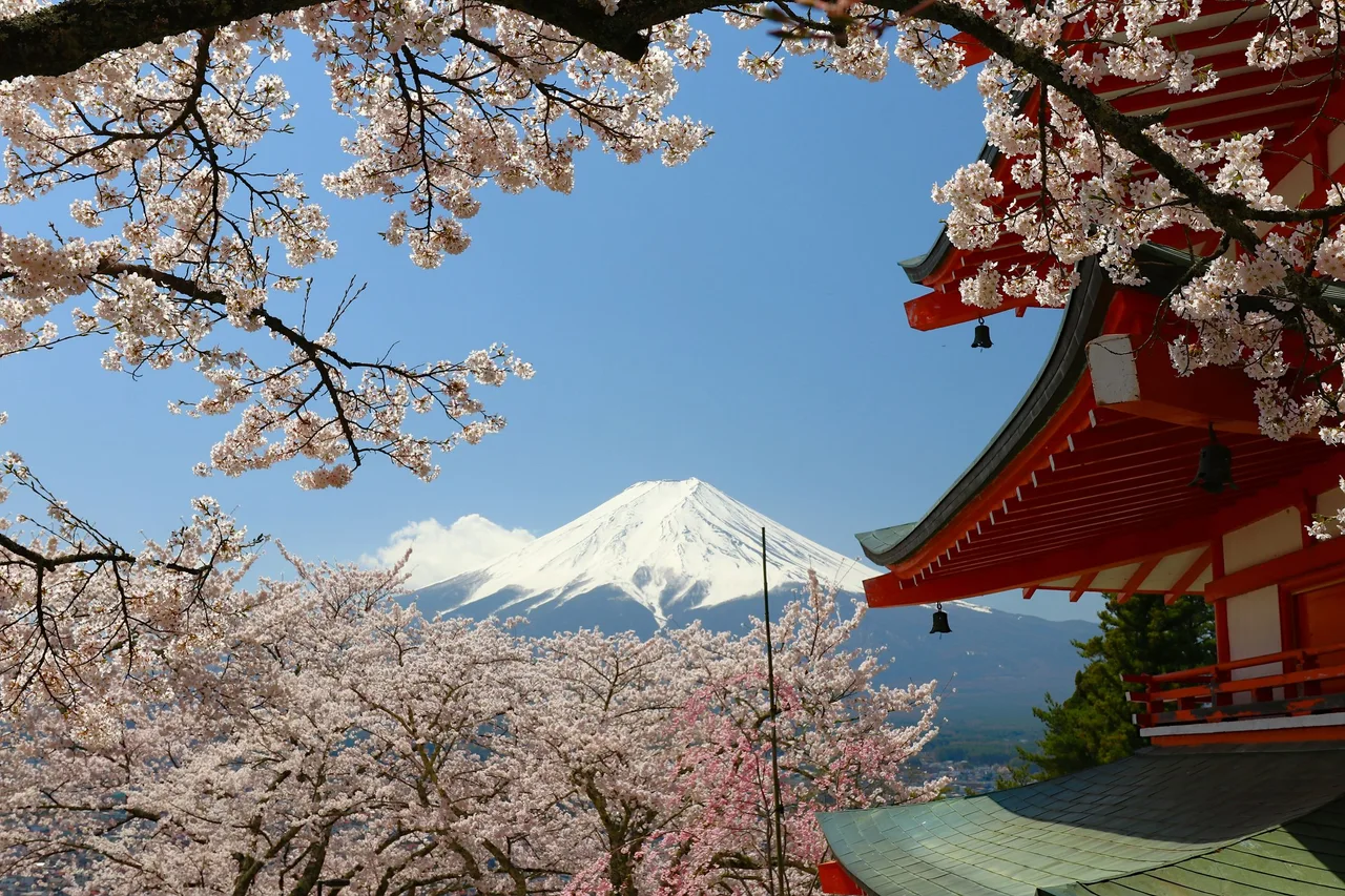 Cherry blossoms around Chureito Pagoda with Mount Fuji beyond