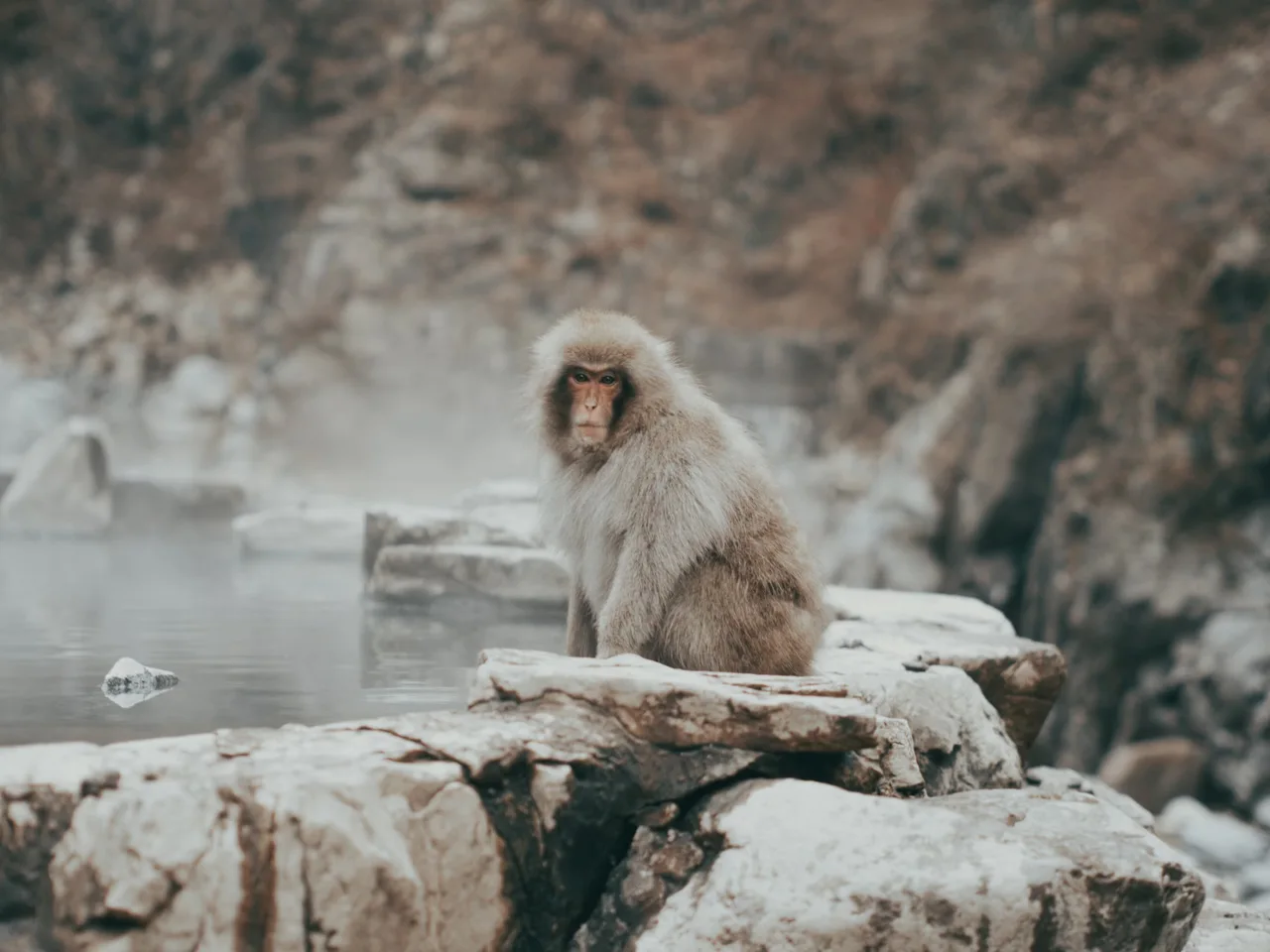 A Japanese macaque beside a steaming natural hot spring